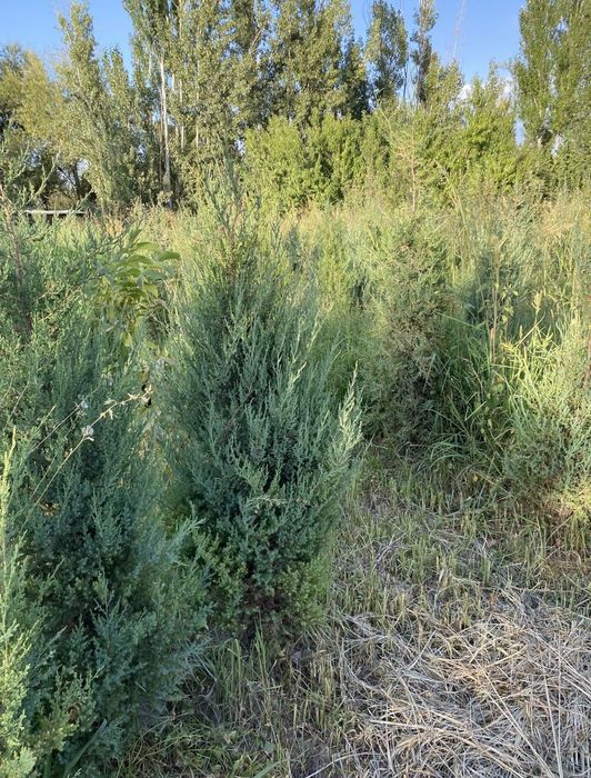 Саженцы всех видов