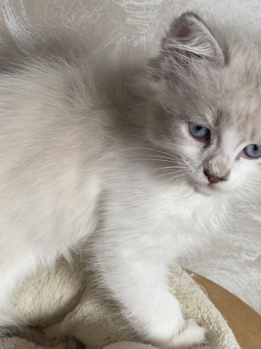 Motanel  ragdoll superb 2 luni