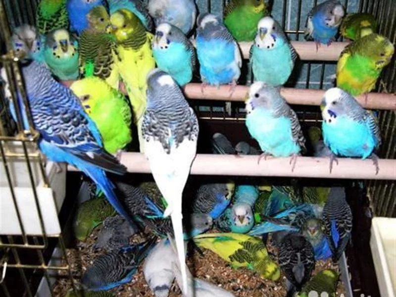 Попугай волнистые все в одном месте