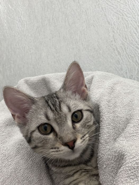 Отдам в хорошие руки котенка