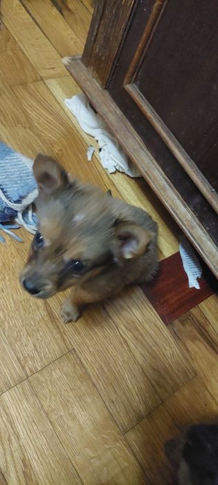 Щенок. Девочка. 1.5 месяца