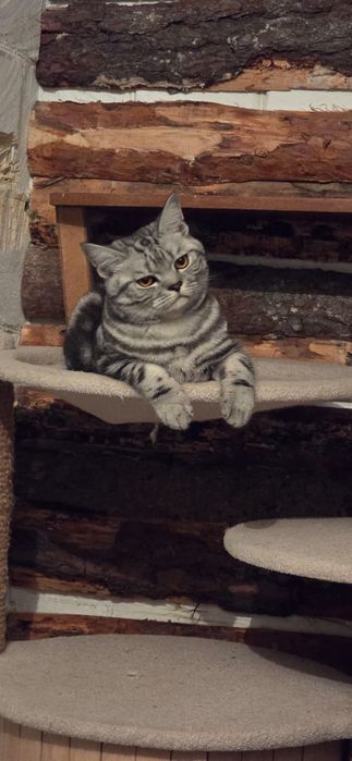 Кот Джонни готов принять гостей