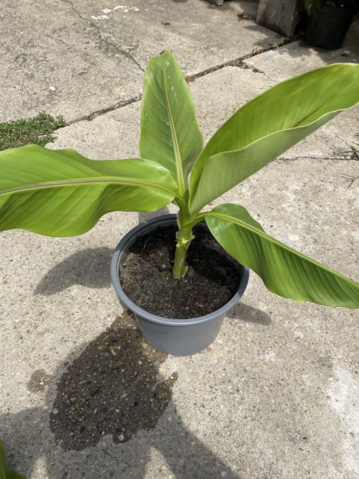 Vand plante bananier