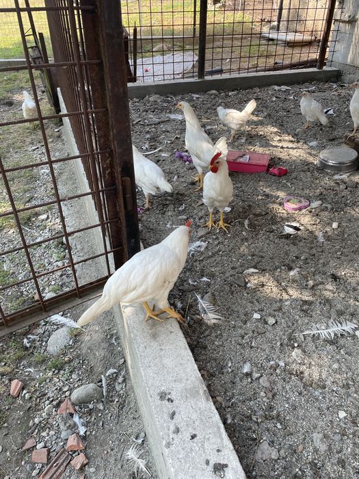Cocoși Leghorn Alb