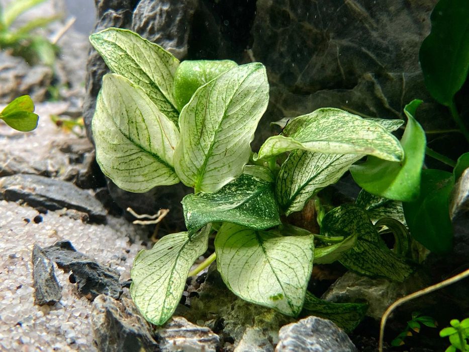 Anubias  nana Pinto – plantă rară, stoc limitat, doar 5 bucăți.