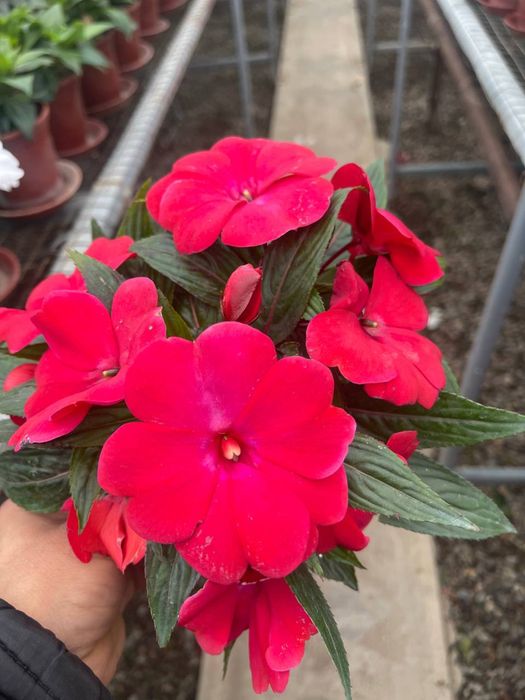 Geran, Balzamin, Begoniya, seklamen