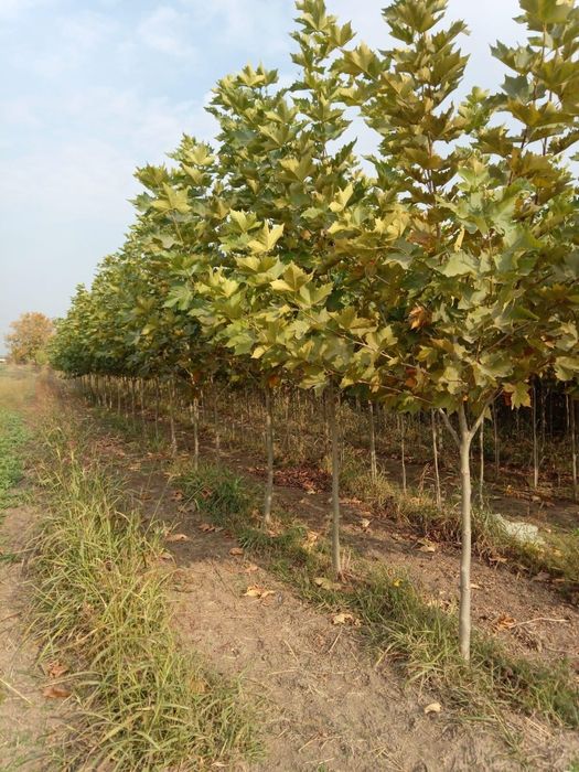 Platani , copaci , tei , mesteacan.