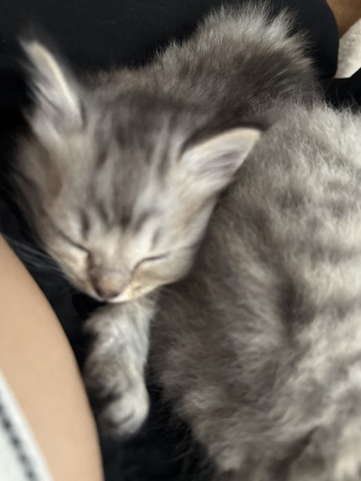 Скоттиш-страйт 1 месяц