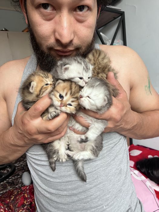 Кошки sotiladi toza qon