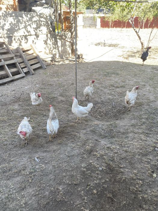 Продам домашних курочек!