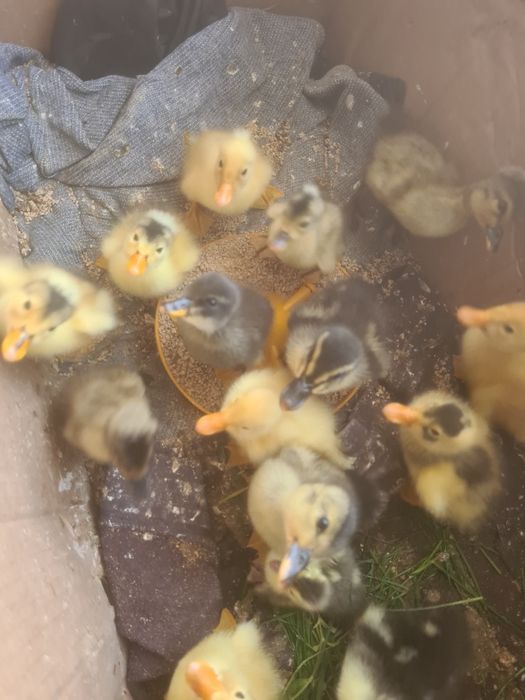 Vând boboci de gasca, rață și puișori de rasă și românești la preturi accesibile