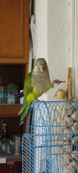 Папагал ,,Монах "