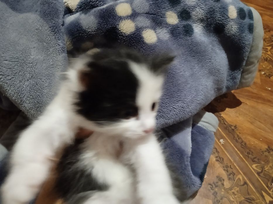 Отдам котят даром