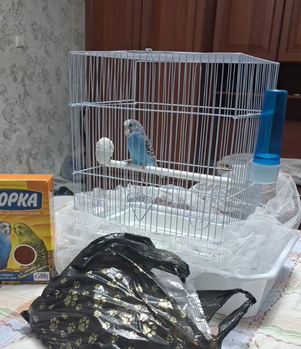 Продам папугай домащний