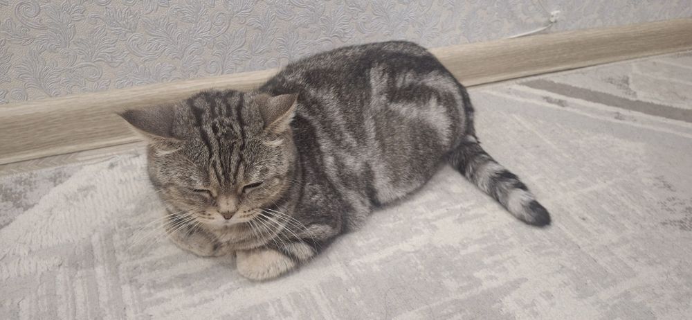 Отдам кошку в добрые руки.