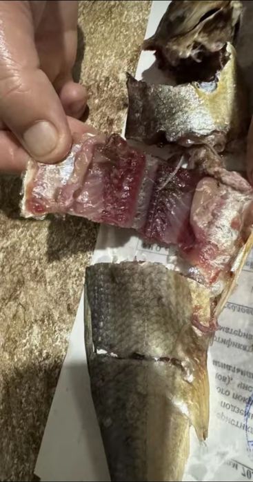 Май балық, ребец