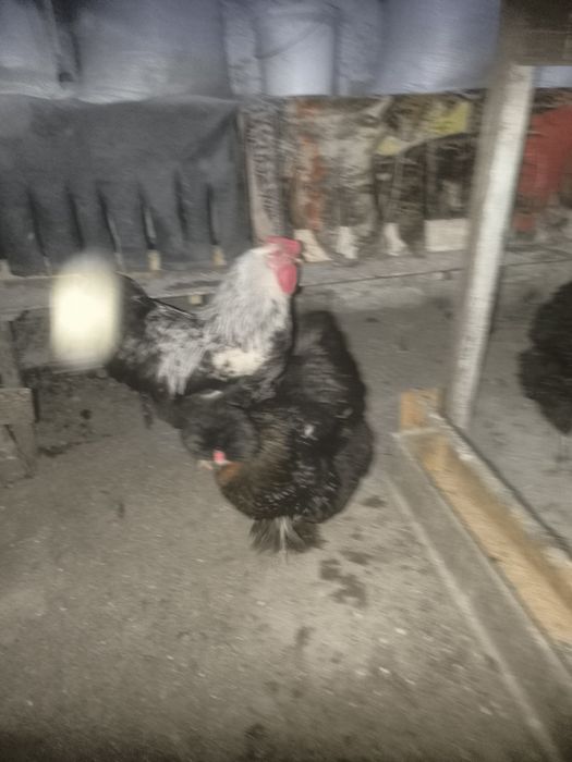 Продам петухов брама