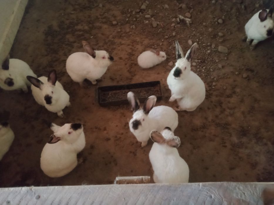 кролики 11 штук кролики