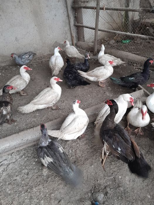 Яйца индоутки шипуны ,утки продаются