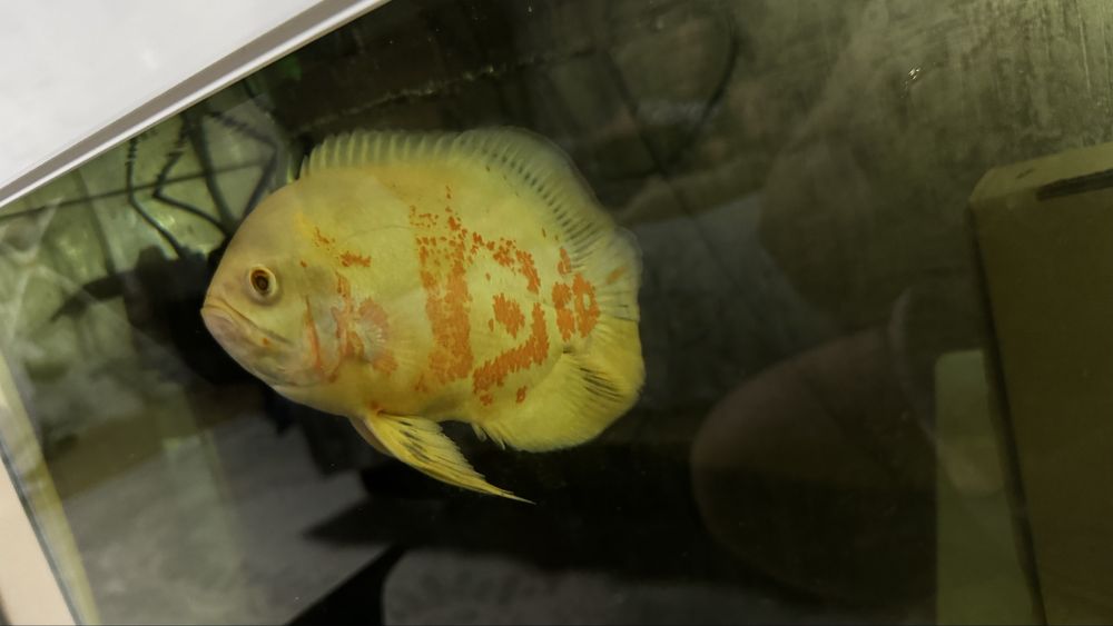 Астронотус оскар