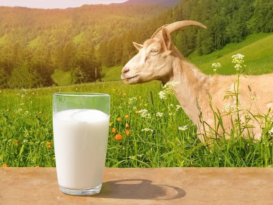 Ешкі сүті козье молоко