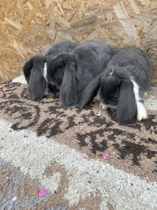 Iepuri berbec german