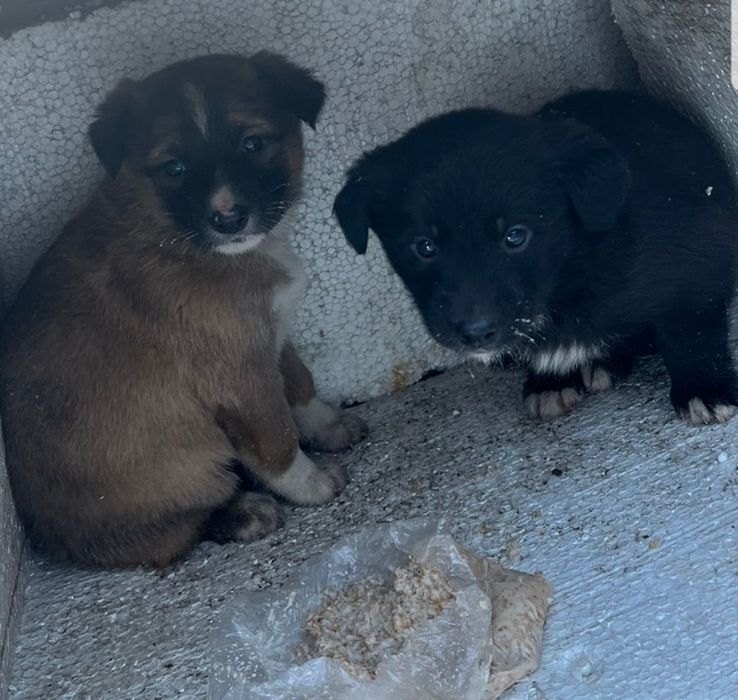 Отдам бесплатно щенка