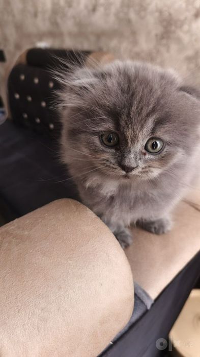 Scottish fold beby митис