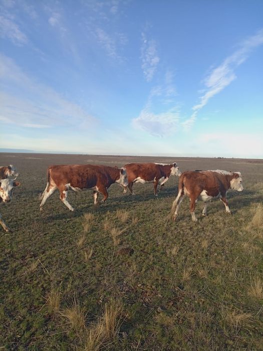 1.5 жастык букалар