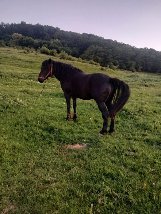 Vând cal , mai multe detalii la nr de telefon 0759795905