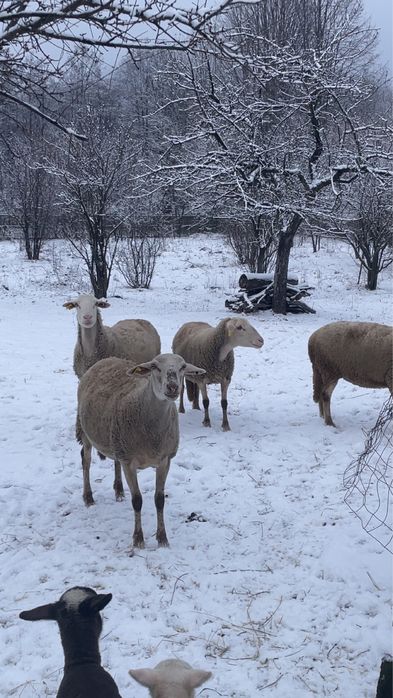 Vand oi rasa rasa lacaune