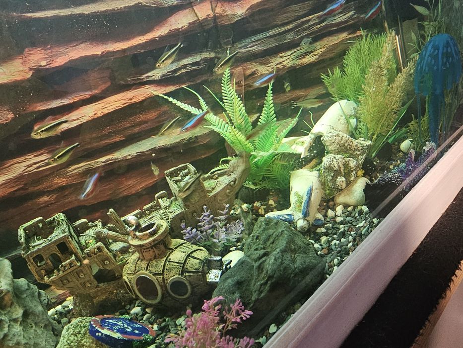 Аквариум с рибки действащ оборудван