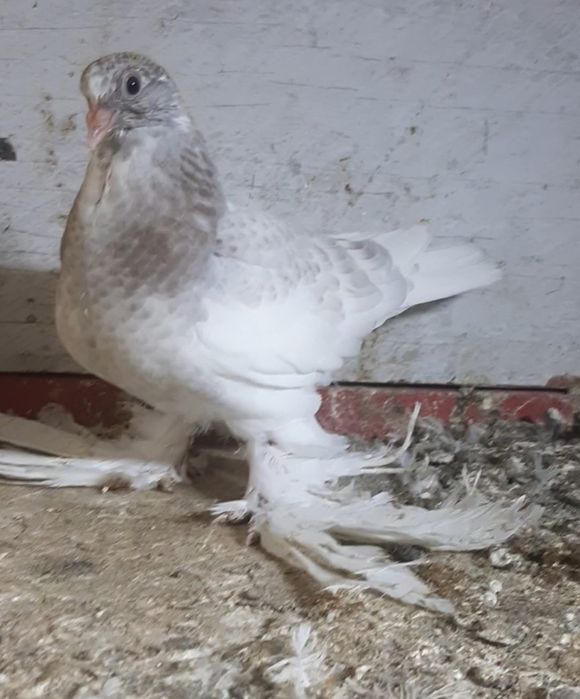 На  продажу   голуби