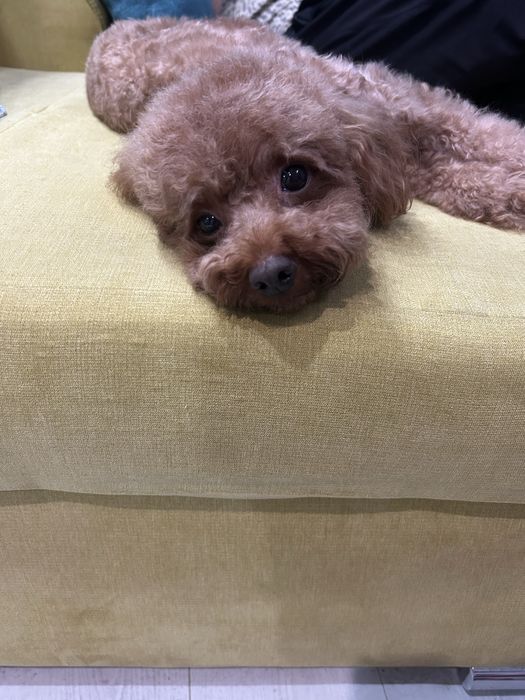 Той и мини пудел