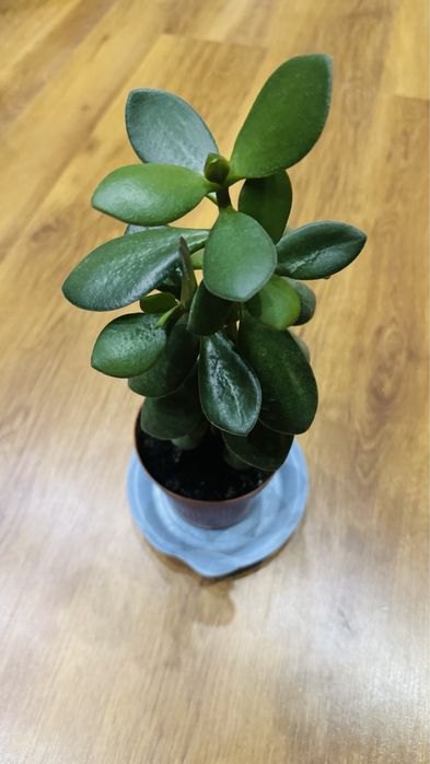 Продам денежное дерево