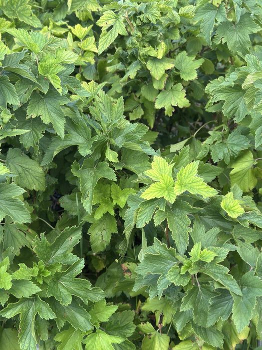 Саженцы чёрной смородины из питомника