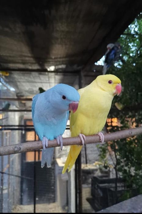 Papagali vorbitori pui blanzi Micul Alexandru Alexander