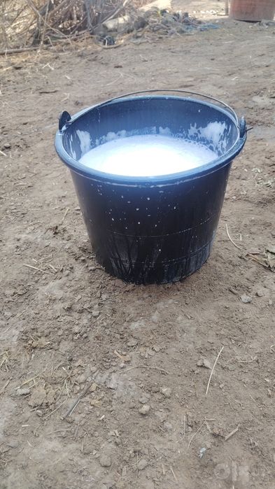 SIGIR SOTILADI.bolasi buqacha