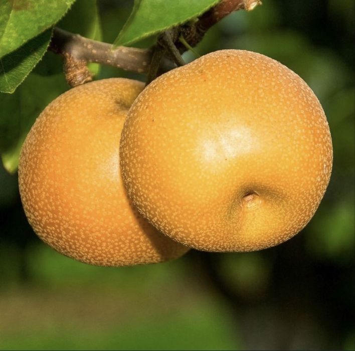 Par columnar japonez nashi hosui