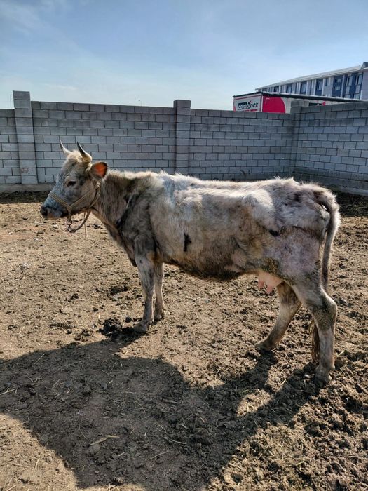 Сиыр бузау тана сатам