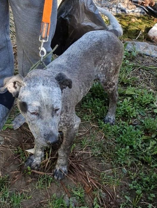 Ждём любящих хозяев для собачек