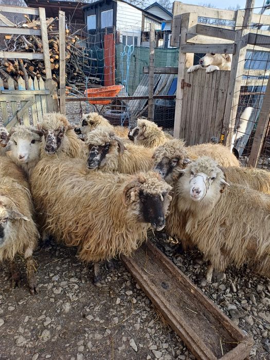 9 oi afăta și cu miei si transport