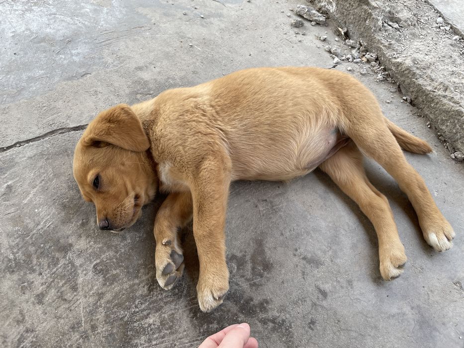 Продам Лабрадор-ретривер