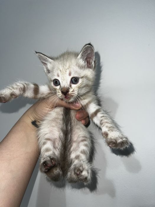 Котята красивые