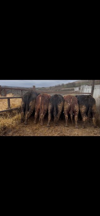 20 de taurasi angus ,vitei ,tauri