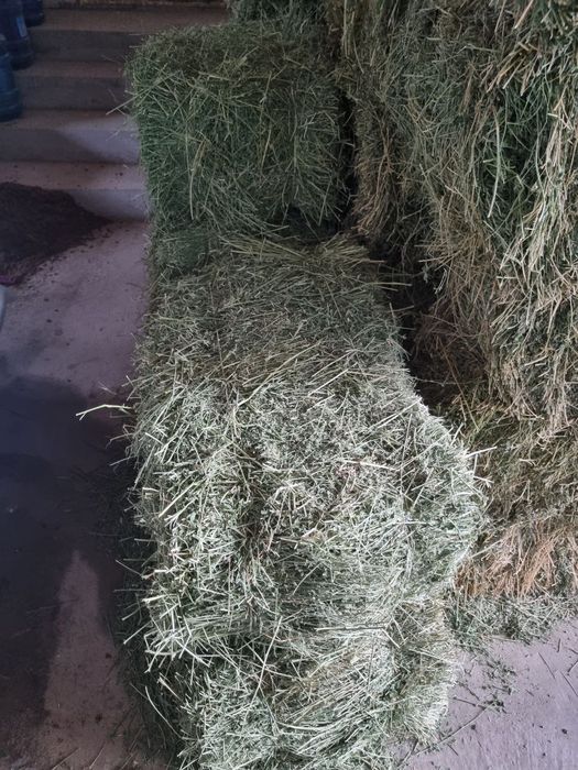 Беда прес сотилади