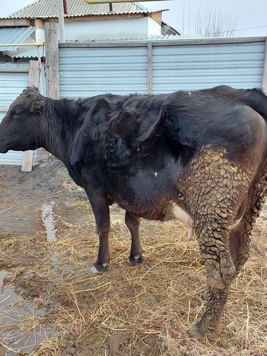 Продам молочную корову