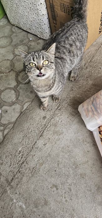 Отдам даром крысолов котенок