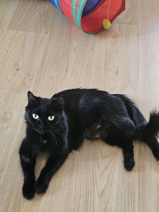 Красавица пантера черна как сама ночь