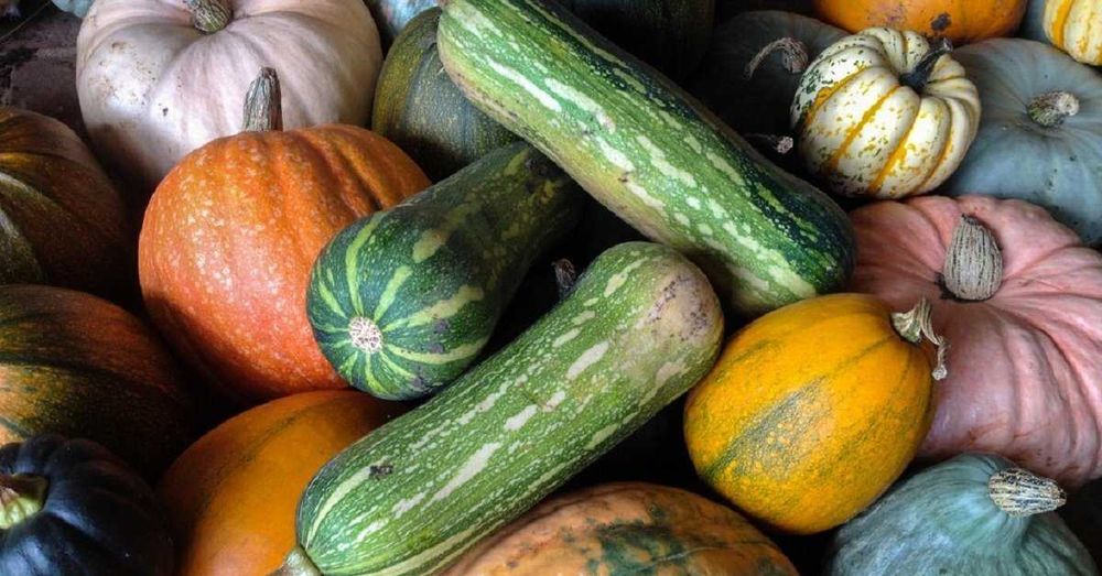Продам кабачок по 100 тенге кг